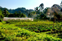 Veg-farm-Jan2016