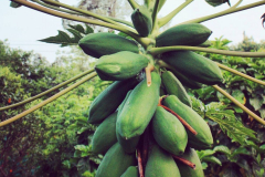 papaya
