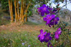 Beautiful-flowers